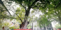 9月14日拍摄的位于襄阳市襄城区广德寺院内古银杏树　胡传林　摄 - 新浪湖北