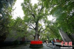9月7日拍摄的位于襄阳市襄城区广德寺院内古银杏树（资料图） 杨东 摄 - 新浪湖北