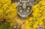 2020年11月30日拍摄的位于襄阳市襄城区广德寺院内古银杏树（资料图） 杨东 摄 - 新浪湖北