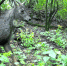     保护区内发现的中华鬣羚（野外红外相机拍摄）　赛武当国家级自然保护区管理局供图 - 新浪湖北
