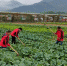 图为近期湖北省大冶市龙凤山集团员工加强蔬菜田间管理。新华网发 - 新浪湖北