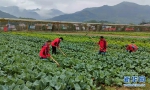 图为近期湖北省大冶市龙凤山集团员工加强蔬菜田间管理。新华网发 - 新浪湖北