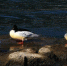 中华秋沙鸭是第三季冰川期的孑遗物种　唐万钰　摄 - 新浪湖北