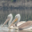 图为在武汉沉湖湿地自然保护区越冬的卷羽鹈鹕。新华网发 魏斌摄 - 新浪湖北