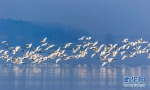 武汉沉湖湿地自然保护区生态环境不断向好吸引大批鸟类在此越冬。新华网发 魏斌摄 - 新浪湖北