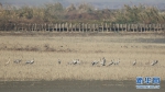 武汉沉湖湿地自然保护区生态环境不断向好吸引大批鸟类在此越冬。新华网发 王科摄 - 新浪湖北