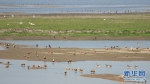 武汉沉湖湿地自然保护区生态环境不断向好吸引大批鸟类在此越冬。新华网发 王科摄 - 新浪湖北