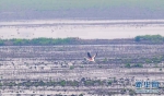图为大红鹳在武汉沉湖湿地上空飞翔。新华网发 魏斌 摄 - 新浪湖北