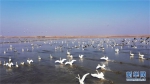 图为湖北汉川汈汊湖内，成群候鸟越冬。新华网发 - 新浪湖北