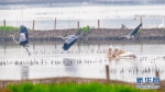 图为武汉沉湖湿地内，珍稀鸟类聚集。新华网发 魏斌 摄 - 新浪湖北