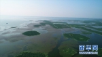 图为洪湖国际重要湿地 新华网发 - 新浪湖北