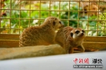 武汉动物园来了两只“丁满” 彭少波 摄 - Hb.Chinanews.Com