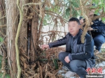 犯罪嫌疑人平时将猎枪藏在树干中 兴山县公安局 供图 - 新浪湖北