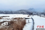 大九湖国家湿地公园白雪苍茫。　王力 摄 - 新浪湖北
