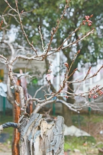 盆栽中的樱花花苞已绽放。 赵丽 摄 - Hb.Chinanews.Com