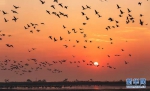 湖北第五大湖泊龙感湖被誉为“水乡湿地、候鸟天堂”。新华网发 邹小平摄 - 新浪湖北