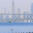 2021年1月29日，在武汉市天兴洲附近，水鸟成群。新华社发（冯江 摄） - 新浪湖北