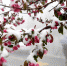 4月15日，地处鄂西北山区的湖北省襄阳市保康县高海拔地区出现“四月飞雪”的罕见天气。 新华网发 陈泉霖摄 - 新浪湖北