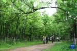 生态复垦后的刺槐林（受访者供图） - 新浪湖北