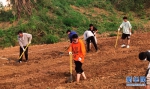 湖北大学通识教育学院的学生挖沟起垄，翻整土地，为种菜做准备。新华网发 朱恩举摄 - 新浪湖北