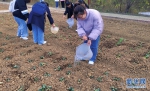 湖北大学通识教育学院的学生为菜苗浇水。新华网发 朱恩举摄 - 新浪湖北