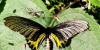 图为在漳河源省级自然保护区拍摄到的金裳凤蝶。 新华网发 熊明银摄 - 新浪湖北