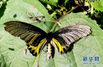 图为在漳河源省级自然保护区拍摄到的金裳凤蝶。 新华网发 熊明银摄 - 新浪湖北
