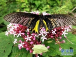 图为在漳河源省级自然保护区拍摄到的金裳凤蝶。 新华网发 熊明银摄 - 新浪湖北