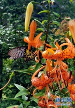 图为在漳河源省级自然保护区拍摄到的金裳凤蝶。 新华网发 熊明银摄 - 新浪湖北
