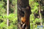 湖北木林子国家级自然保护区的猕猴。新华网发 覃进之 摄 - 新浪湖北