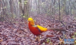 木林子保护区的红腹锦鸡。资料图 - 新浪湖北