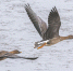 图为在沉湖湿地水面飞行的豆雁。新华网发 魏斌摄 - 新浪湖北