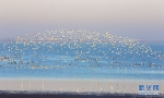 图为沉湖湿地群鸟飞翔。新华网发 王科摄 - 新浪湖北