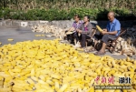 湖北宜都：农民顶着烈日收获玉米 - Hb.Chinanews.Com