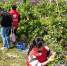 图为西塞山区盲协组织三十余名盲人在志愿者陪同下沿沿湖生态园开展农业生态体验活动 - 残疾人联合会