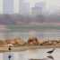《武汉：湿地之城》 - 新浪湖北
