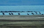 天兴洲洲滩越冬的黑鹳 陆峥摄 - 新浪湖北