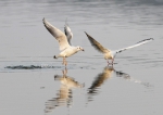冬季，东湖国家湿地公园，红嘴鸥在捕鱼 高勇摄 - 新浪湖北