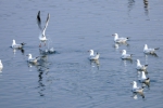 冬季，东湖国家湿地公园，每年冬季红嘴鸥来“做客 ”。 高勇摄 - 新浪湖北