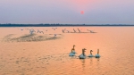 2022年2月26日 武汉市蔡甸区沉湖湿地自保护区 张斌摄 - 新浪湖北