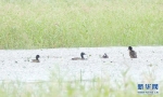 “鸟中大熊猫”青头潜鸭在武汉安家 - 新浪湖北