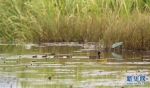 “鸟中大熊猫”青头潜鸭在武汉安家 - 新浪湖北