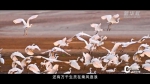 瞰中国 | 湖北武汉：湿地之城 - 新浪湖北