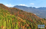这是11月7日拍摄的湖北木林子国家级自然保护区景色。新华网发 杨顺丕 摄 - 新浪湖北