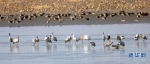 大量候鸟飞临沉湖国际湿地越冬。新华网发 魏斌摄 - 新浪湖北