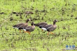 大量候鸟飞临沉湖国际湿地越冬。新华网发 魏斌摄 - 新浪湖北