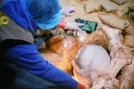 ▲12月3日，考古队员在提取头骨化石。新华社记者 伍志尊摄 - 新浪湖北
