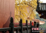 游客观赏银杏树。张畅 摄 - Hb.Chinanews.Com