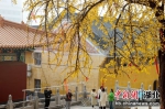 游客观赏银杏树。张畅 摄 - Hb.Chinanews.Com