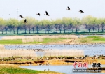 府河湿地(资料图) 张畅 摄 - Hb.Chinanews.Com